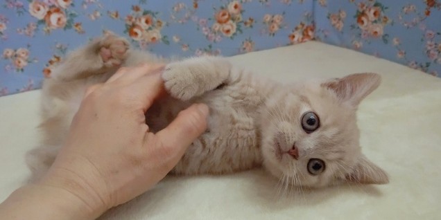 ブリティッシュショートヘア