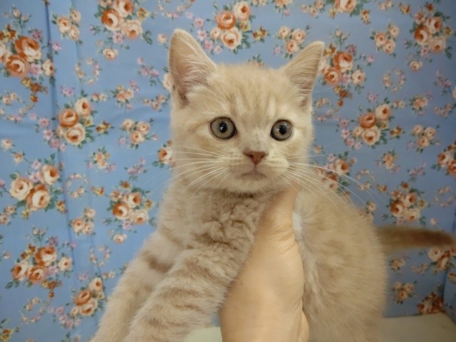 ブリティッシュショートヘア