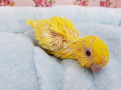 サザナミインコ