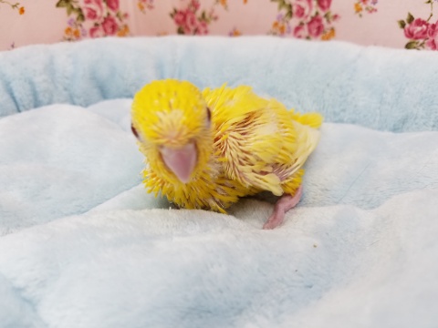 サザナミインコ