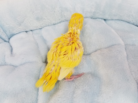 サザナミインコ