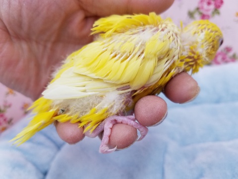 サザナミインコ