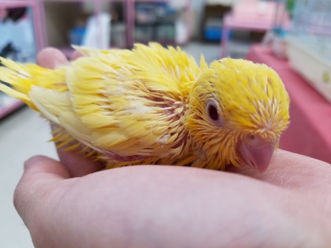 サザナミインコ