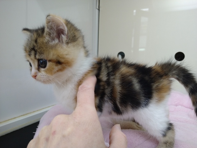 スコティッシュフォールド