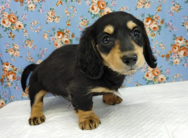 ミニチュアダックス