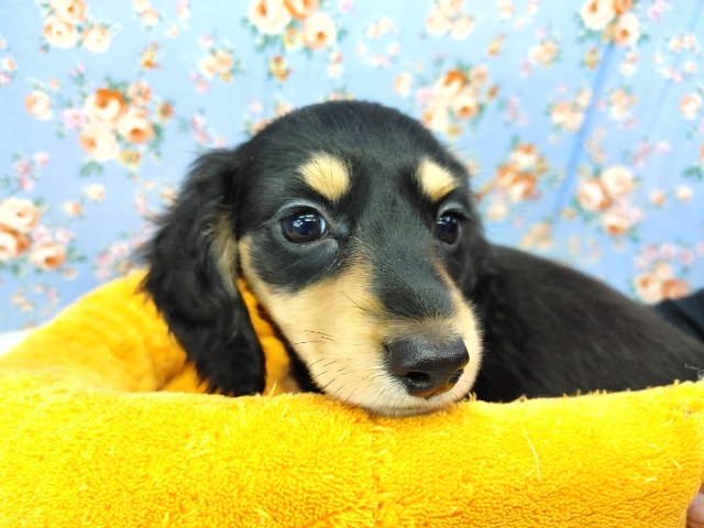 ミニチュアダックス