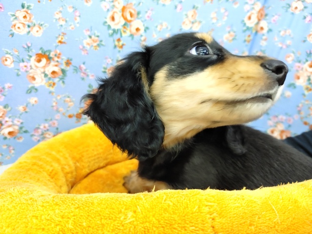 ミニチュアダックス