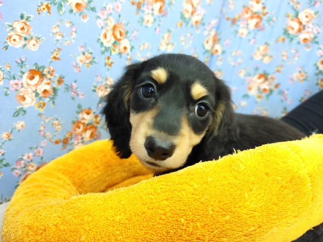 ミニチュアダックス