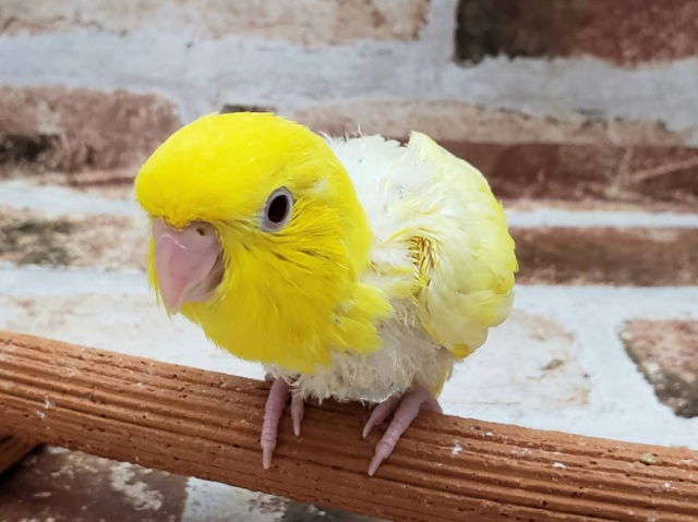 サザナミインコ