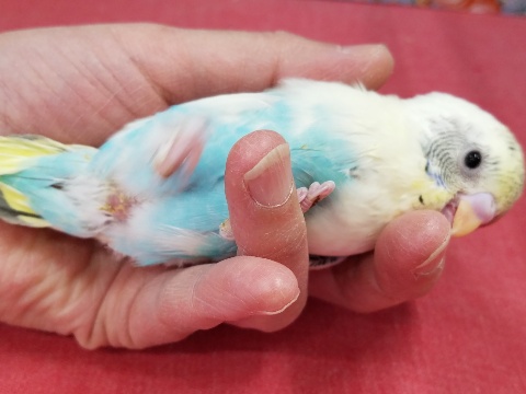 セキセイインコ