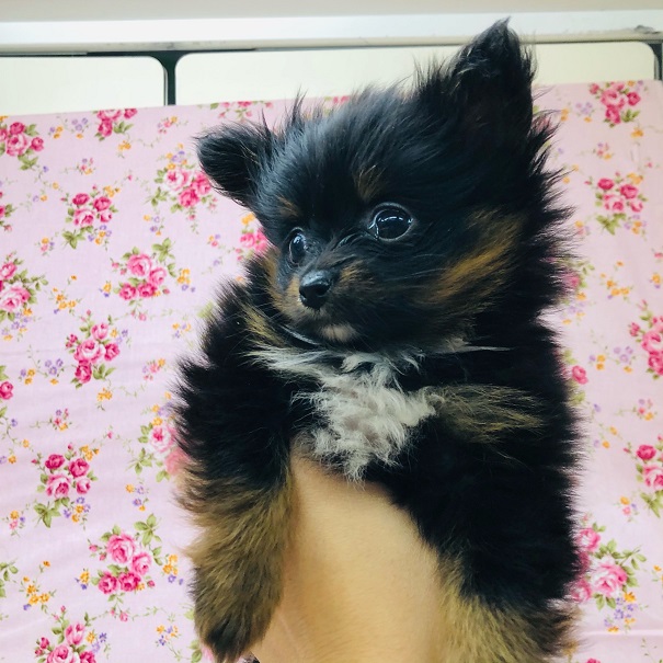 ポメチー（ポメチワ）