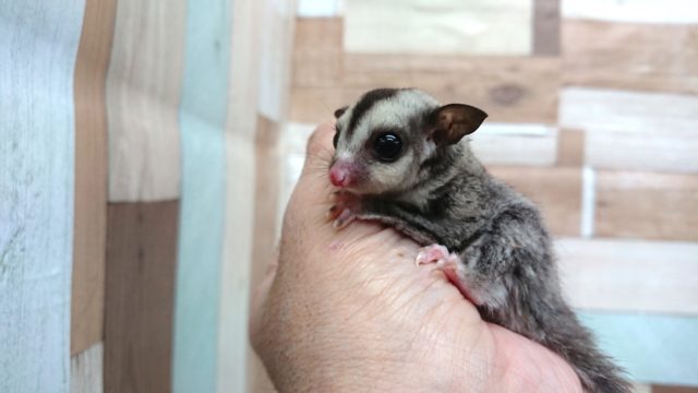 フクロモモンガ