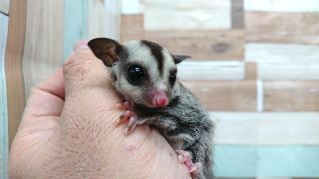 フクロモモンガ