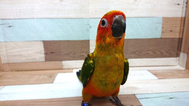 コガネメキシコインコ