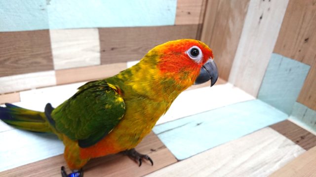 コガネメキシコインコ