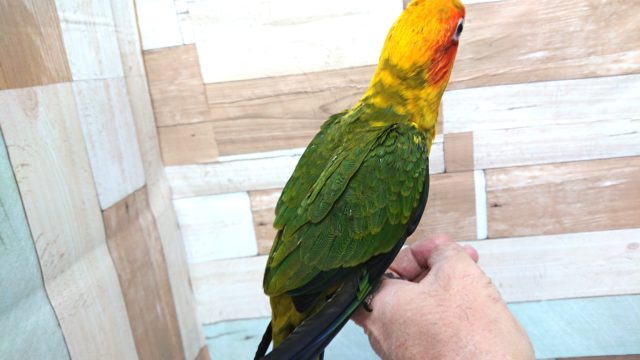 コガネメキシコインコ
