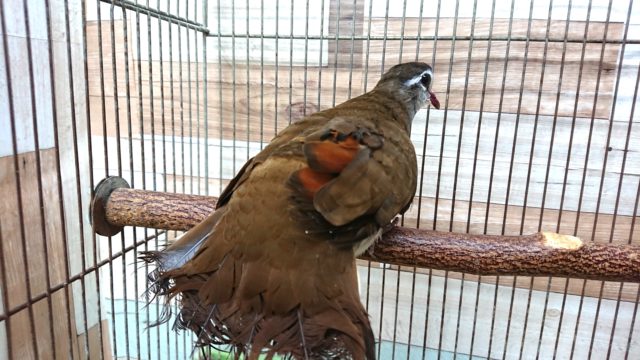 タンバリンバト