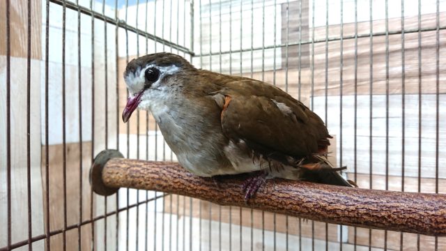 タンバリンバト