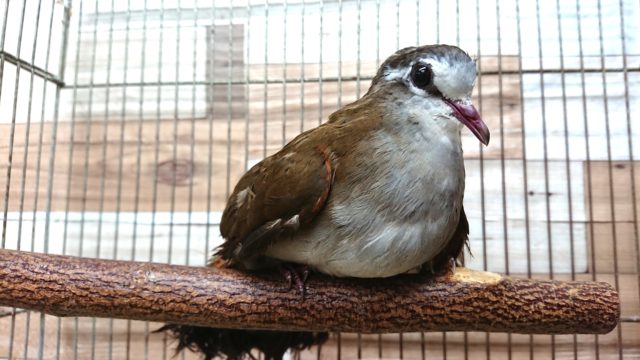 タンバリンバト