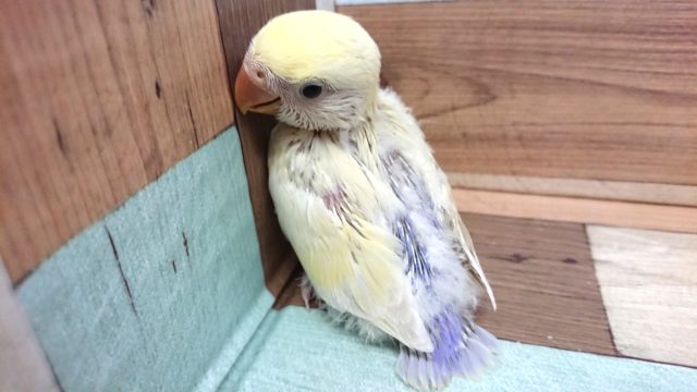 コザクラインコ（小桜インコ）