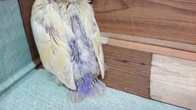 コザクラインコ（小桜インコ）