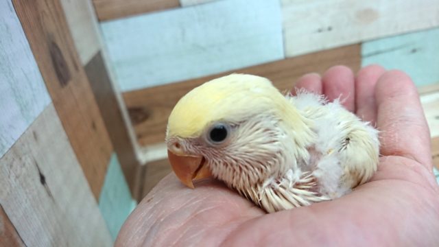 コザクラインコ（小桜インコ）