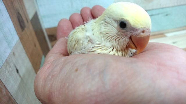 コザクラインコ（小桜インコ）
