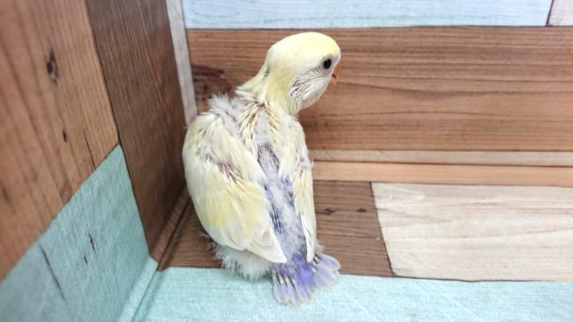 コザクラインコ（小桜インコ）