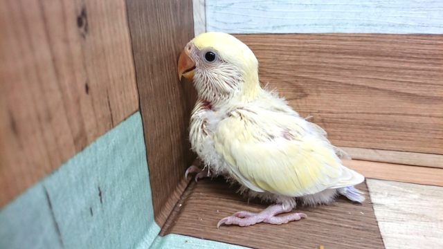コザクラインコ（小桜インコ）