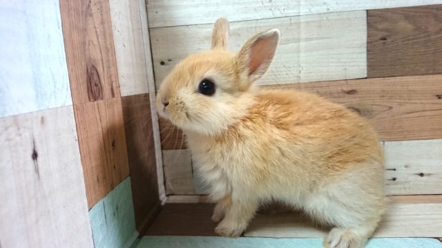 ドワーフラビット