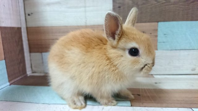 ドワーフラビット