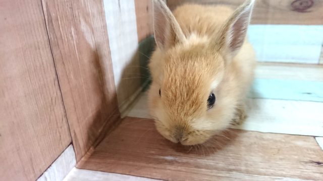 ドワーフラビット