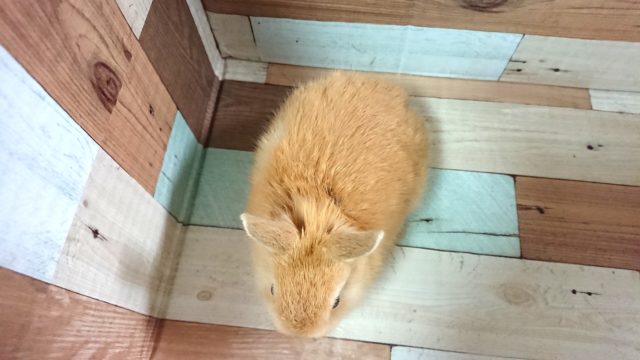 ドワーフラビット