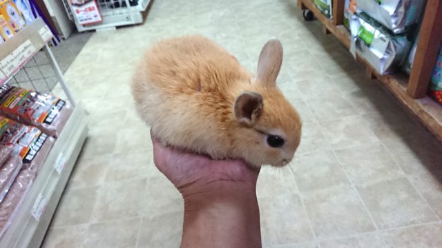 ドワーフラビット