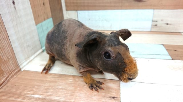 スキニーギニアピッグ