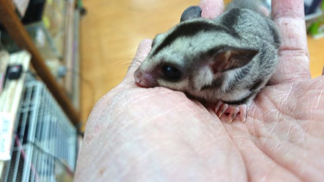 フクロモモンガ