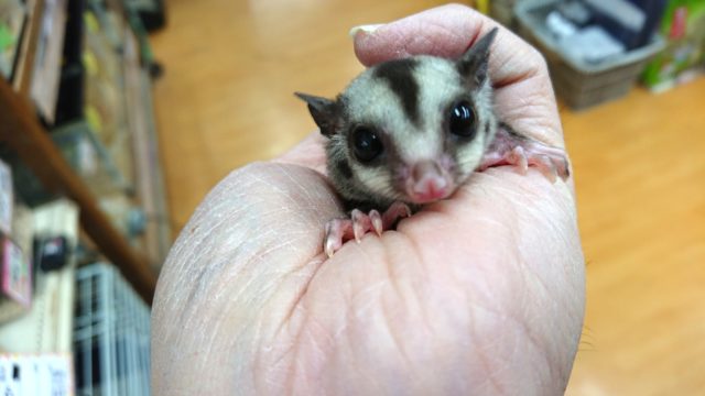 フクロモモンガ