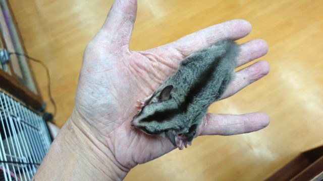 フクロモモンガ