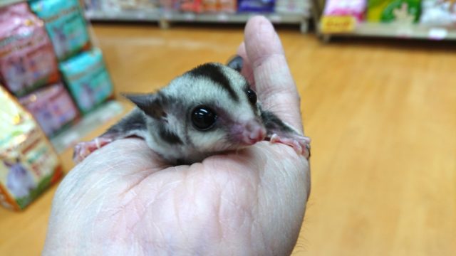 フクロモモンガ