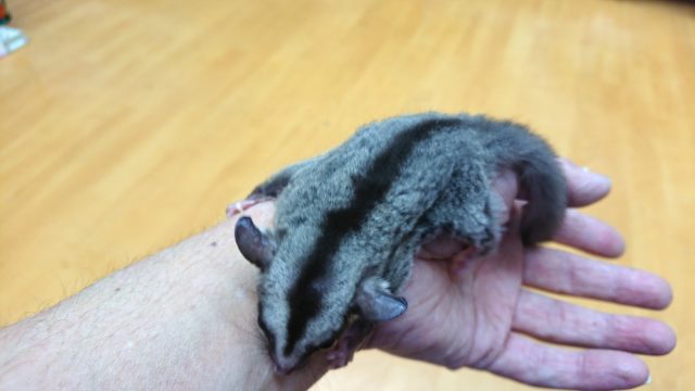 フクロモモンガ