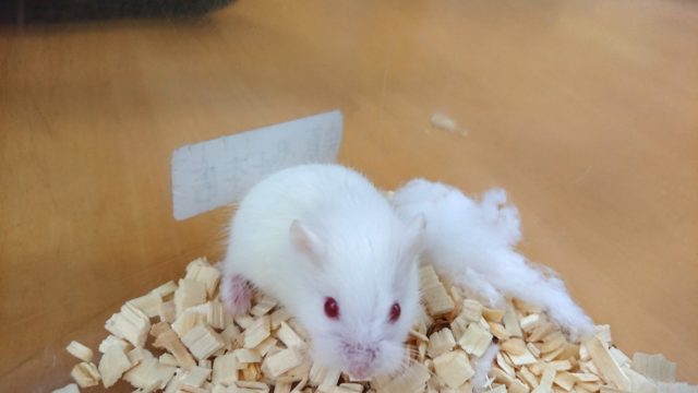  ロボロフスキーハムスター