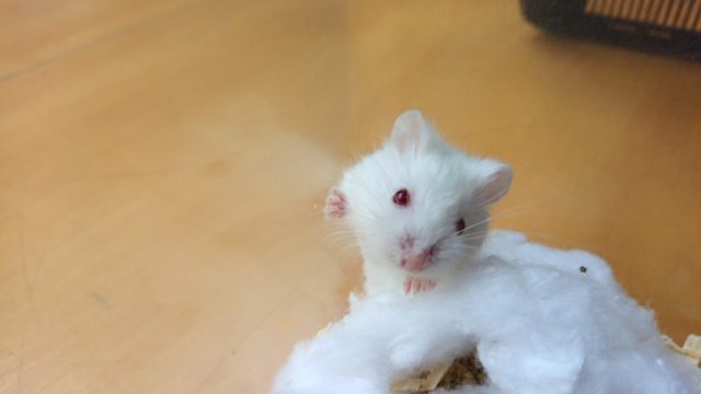  ロボロフスキーハムスター