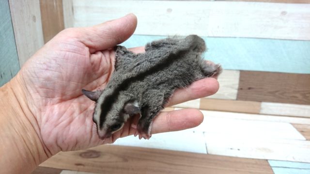 フクロモモンガ