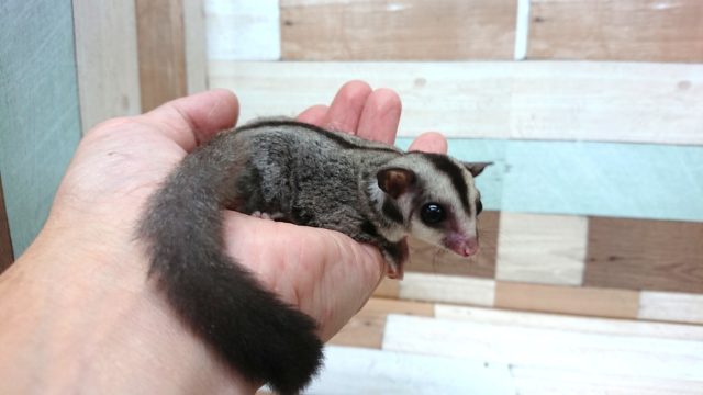 フクロモモンガ