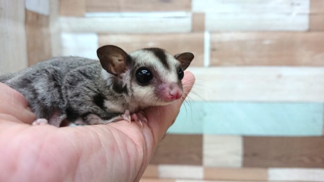 フクロモモンガ