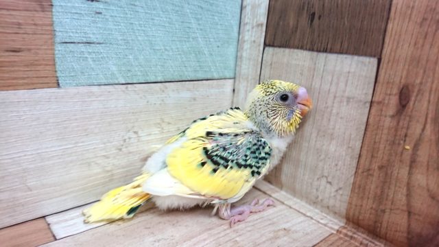 セキセイインコ