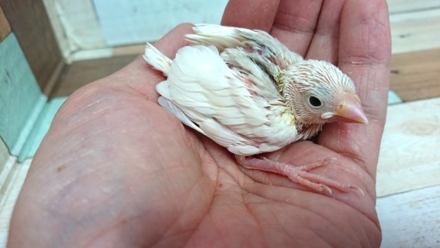 オトナになったら真っ白に~白文鳥のヒナっ 白文鳥
