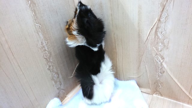 アビシニアンモルモット