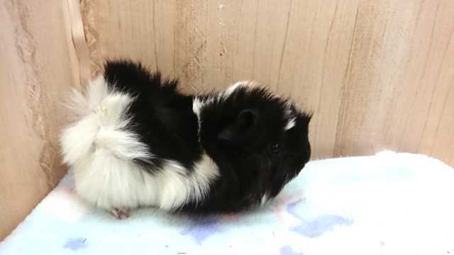 アビシニアンモルモット