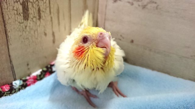 オカメインコ